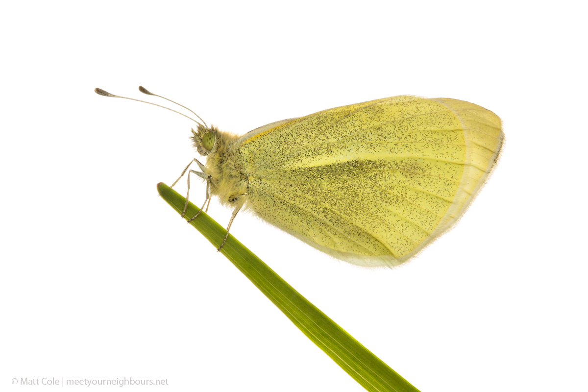 MYN Small White